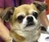 Study: Public Willing to Care for Treatable Pets